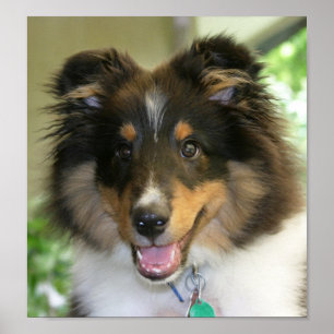 Poster Sheltie