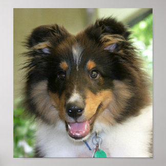 Poster Sheltie