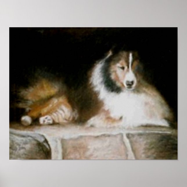 Poster Sheltie (Devant)