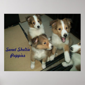 Poster Sheltie Puppies