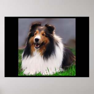 Poster Shetland Sheepdog Art Imprimer