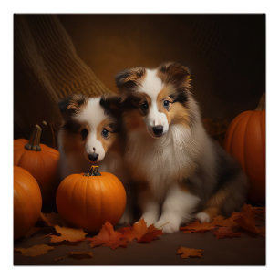 Poster Shetland Sheepdog Chiot Chiot Automne Citrouille d