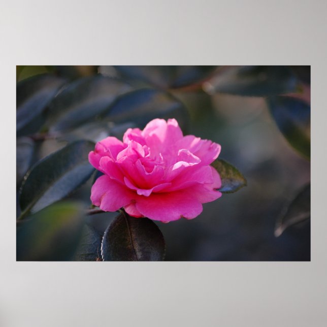 Poster Shi Shi Camellia (Devant)