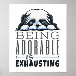 Poster Shih Tzu étant adorable