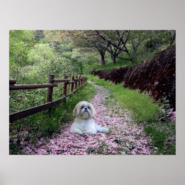 Poster Shih Tzu Fleurs pourpres (Devant)