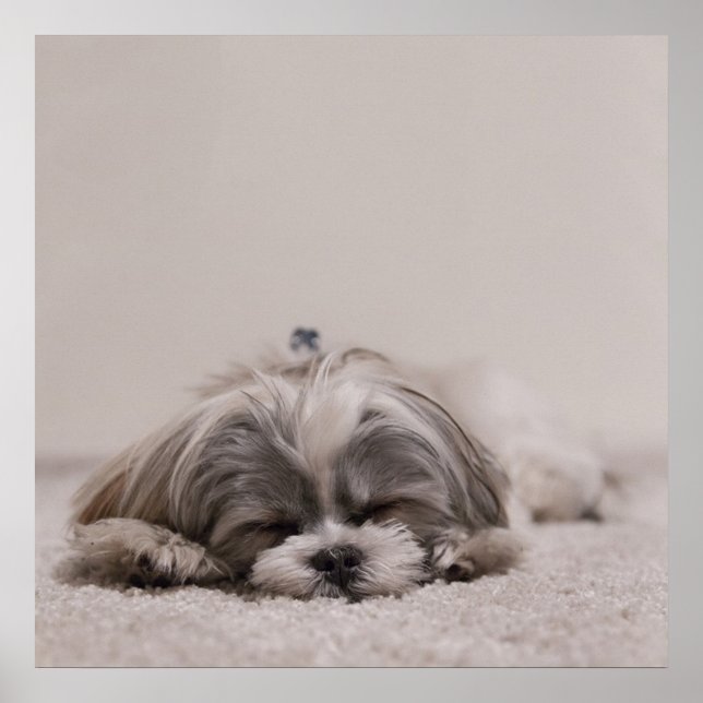 Poster Shih tzu Sleeping, Chien Sleeping (Devant)