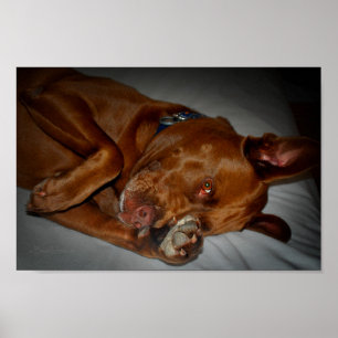 Poster Shop Chocolate Lab Pit Mix Chien