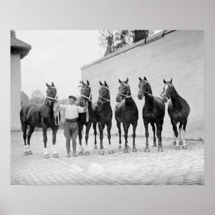 Poster Show Horses, 1912. Photo vintage