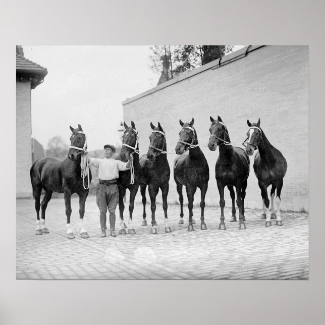Poster Show Horses, 1912. Photo vintage (Devant)