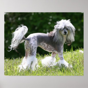 Poster Showoff de Sheeba - de Crestie