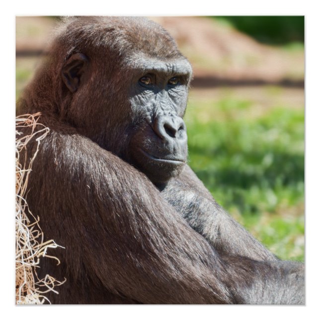 Poster Shufai le Gorilla Basking au soleil (Devant)