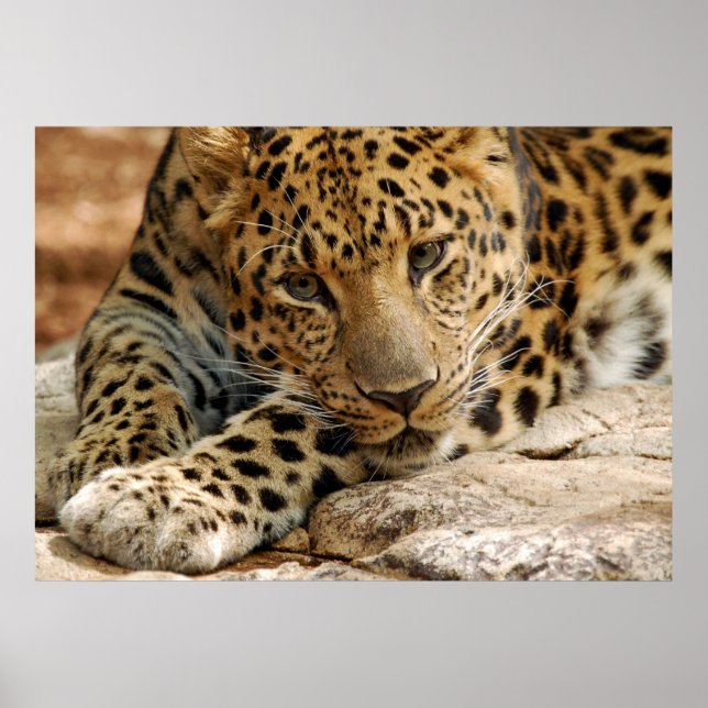 Poster Si Seulement...Je Pouvais Être Sauvé (Devant)