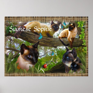 Poster Siamese (nom de votre chatte)