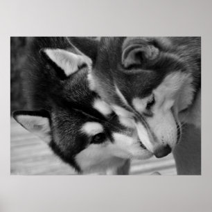 Poster Siberian Husky Love 2