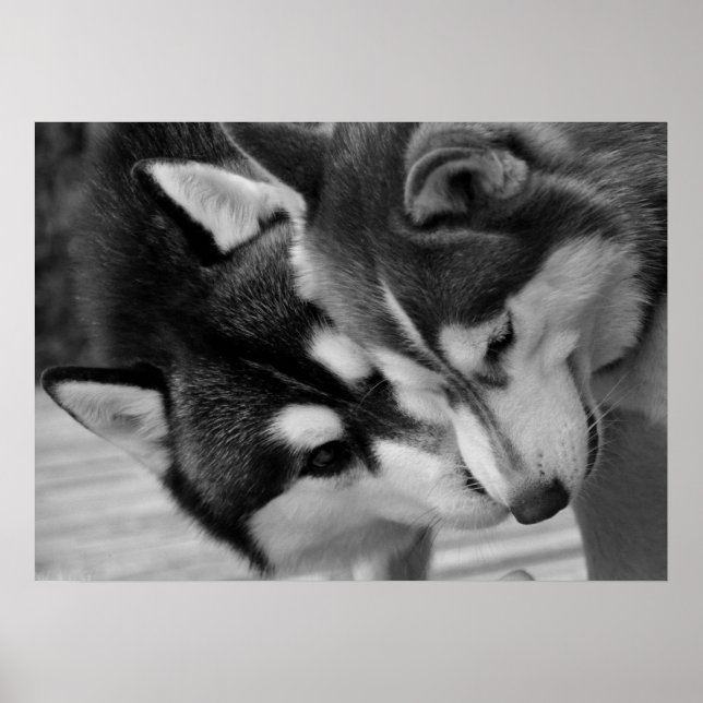Poster Siberian Husky Love 2 (Devant)