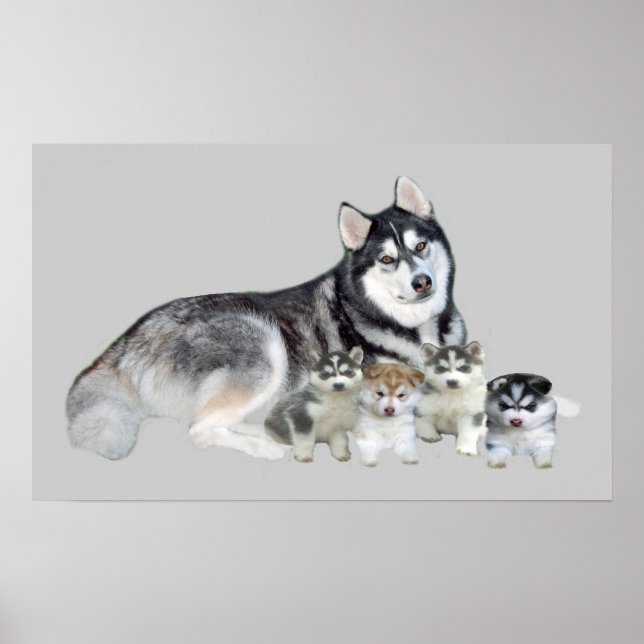 Poster Sibérie Husky & Puppies Imprimer (Devant)