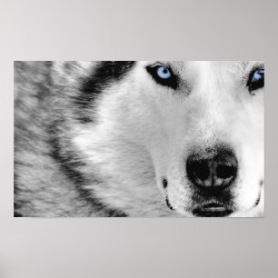 Poster Sibérien Husky