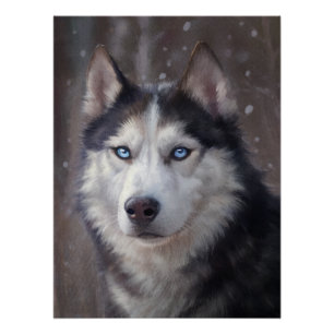 Poster Sibérien Husky