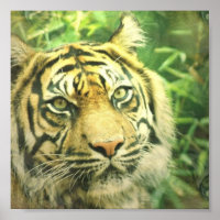 Poster Sibérien Tiger Imprimer