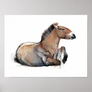 Poster Siège Przewalski 2011