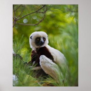 Poster Sifaka de Coquerel dans la forêt 2