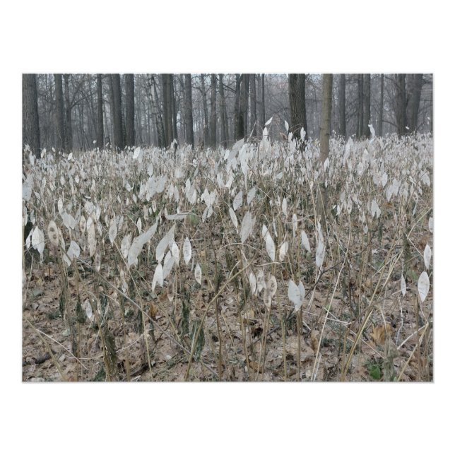 Poster Silence de la forêt tranquille (Devant)