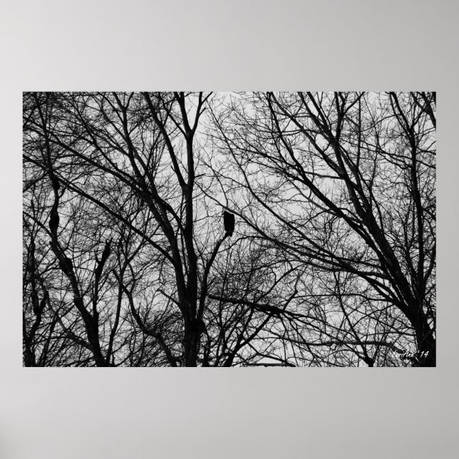 Poster Silhouette Buzzard (Devant)