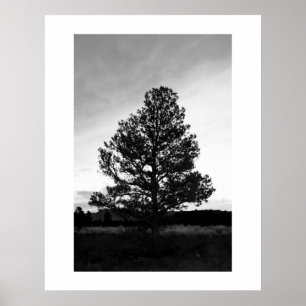 Poster Silhouette Pinyon Tree