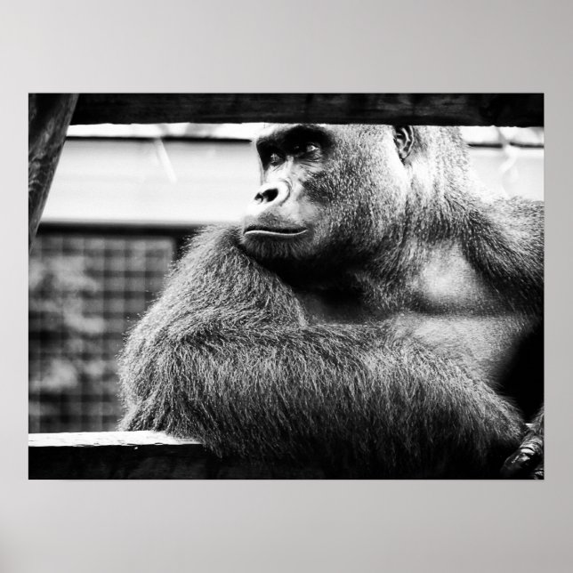 Poster Silverback (Devant)