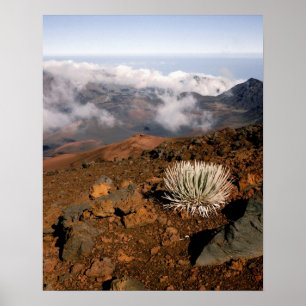 Poster Silversword sur le bord du cratère Haleakala depui