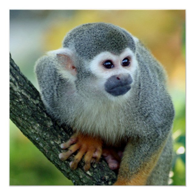 Poster Singe 004 (Devant)