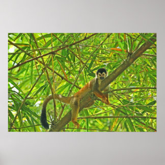 Poster Singe dans la jungle de Bambou