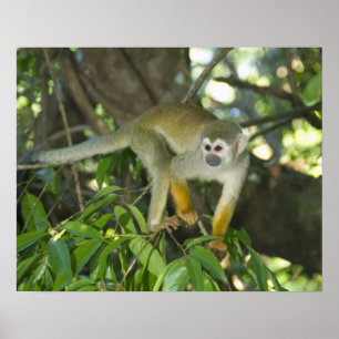 Poster Singe écureuil commun, (Saimiri sciureus), Rio