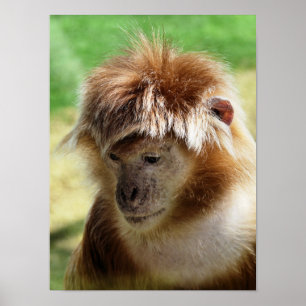 POSTER SINGES