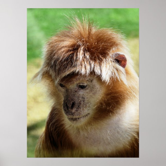 POSTER SINGES (Devant)