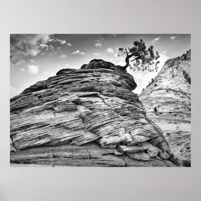 Poster Sion noir et blanc Bonsai Tree paysage photo (Devant)