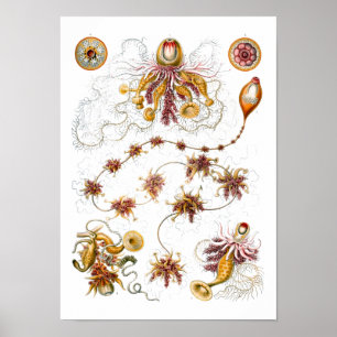 Poster Siphonophorae Ernst Haeckel Fine Art