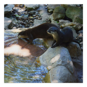 Poster **"Sips by the Stream : Otters Drinking from River
