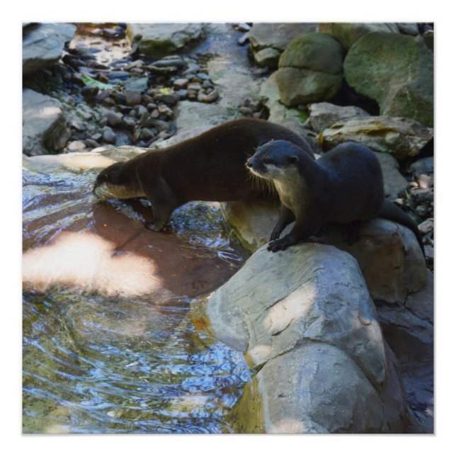 Poster **"Sips by the Stream : Otters Drinking from River (Devant)