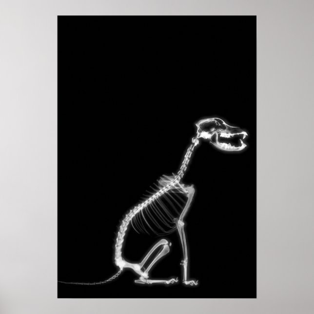POSTER SKELETON DE CHIEN À POIVRE X-RAY - B&W (Devant)