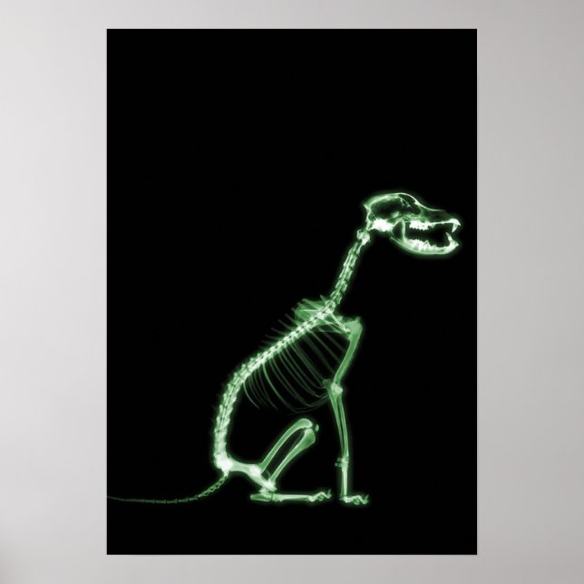 POSTER SKELETON DE CHIEN À POIVRE X-RAY - VERT (Devant)