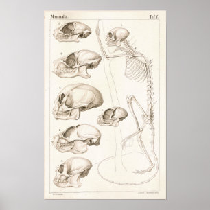 Poster Skeleton Skuls Singes Anatomie vétérinaire Imprime