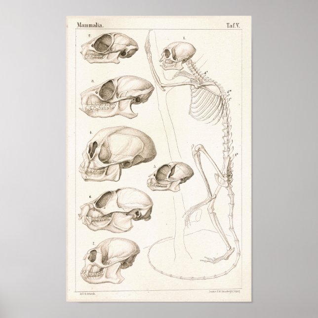 Poster Skeleton Skuls Singes Anatomie vétérinaire Imprime (Devant)
