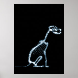 POSTER SKELETON X-RAY CHIEN SITTING - BLEU & NOIR