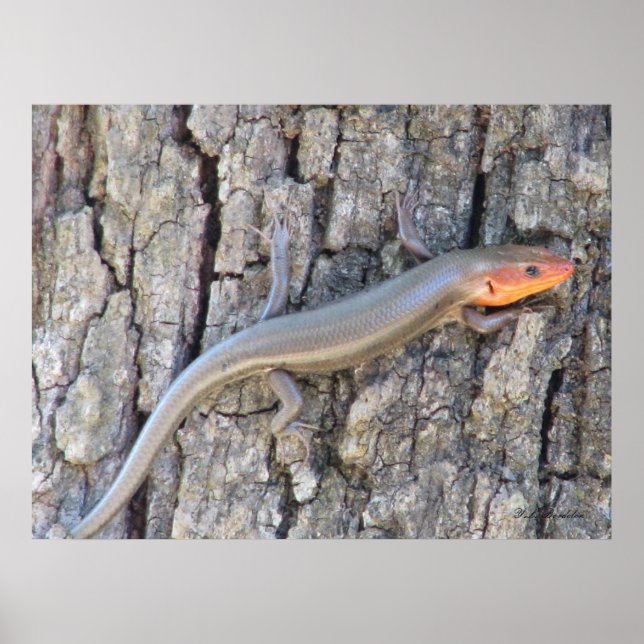 Poster Skink à tête large (Devant)