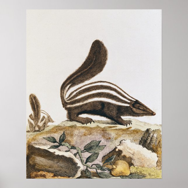 Poster Skunk, from 'Histoire Naturelle' by (Devant)