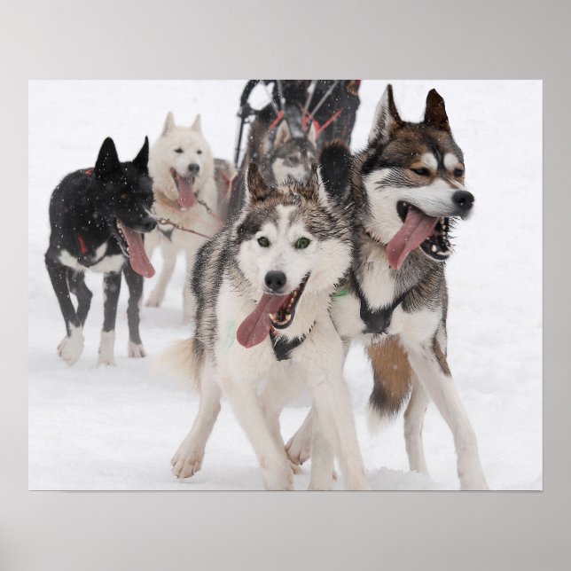 Poster sled dog racing (Devant)