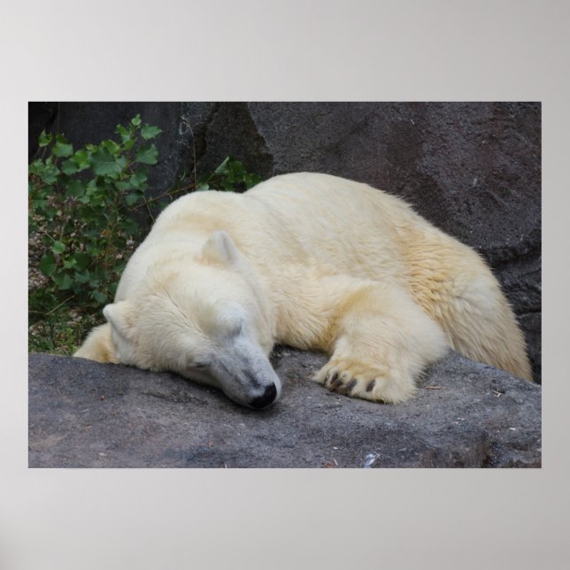 Poster Sleeping Polar Bear (Devant)