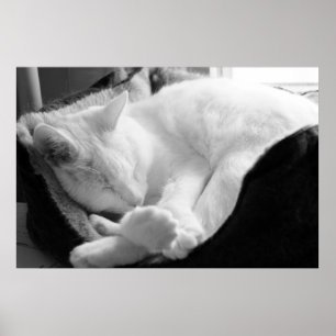 Poster Sleeping Squeak