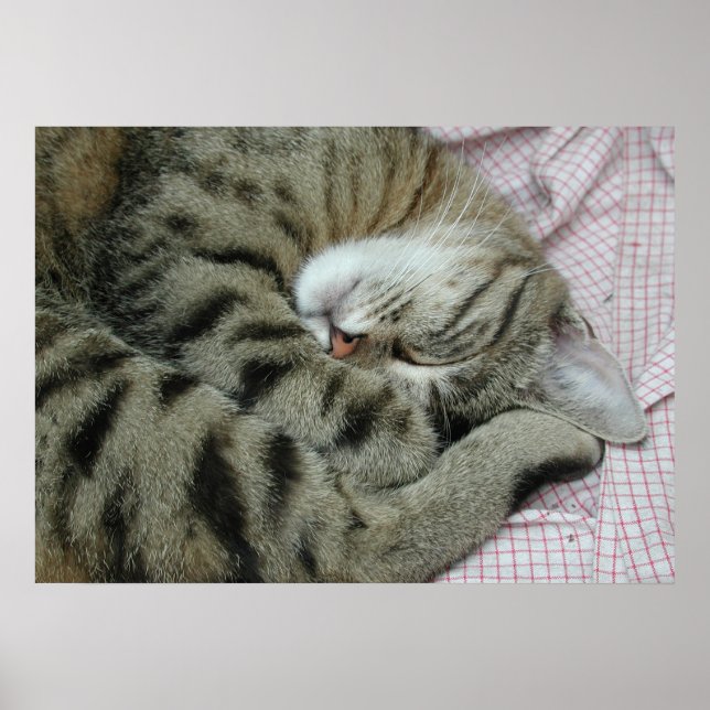 Poster Sleeping Tiger-Cat (Devant)